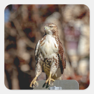 Immature Red Tail Hawk Quadratischer Aufkleber