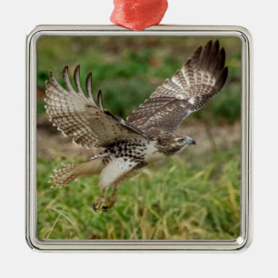 Immature Red Tail Hawk Silbernes Ornament