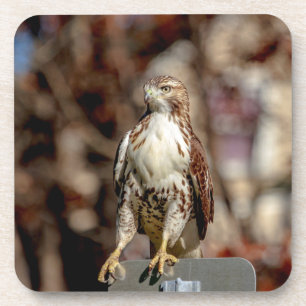 Immature Red Tail Hawk Untersetzer
