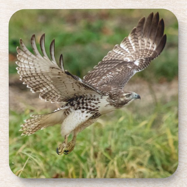 Immature Red Tail Hawk Untersetzer (Vorderseite)