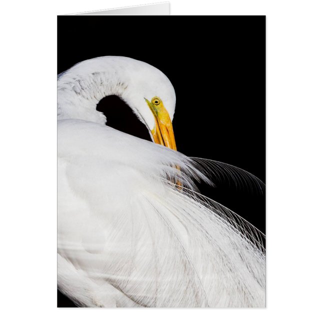 Immer Egrets (Vorne)