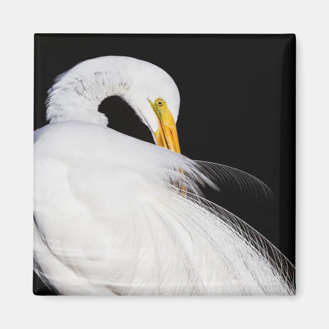 Immer Egrets Magnet (Vorne)