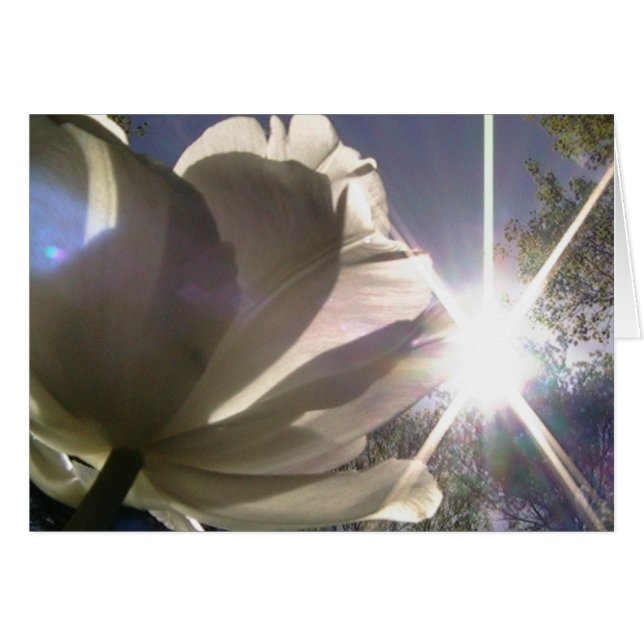 immer in Richtung zum Sonnenschein (Vorderseite (Horizontal))