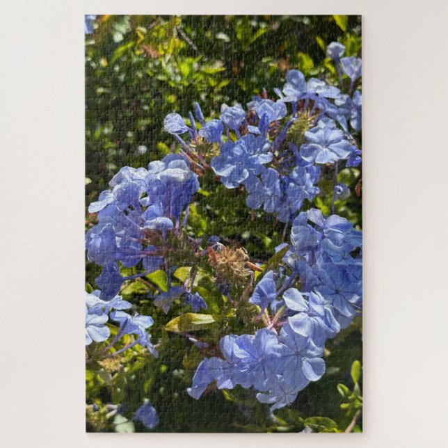Immergrün-Kappe Plumbago, Oakland Puzzle (Vertikal)