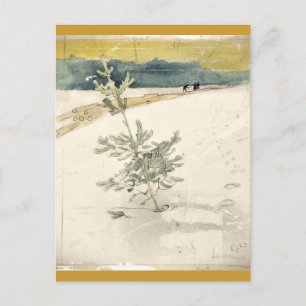 Immergrün Postkarte