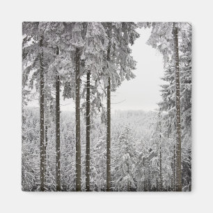Immergrüner Wald im Winter Magnet