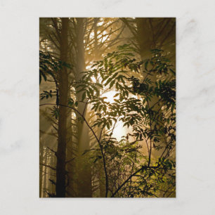 Immergrüner Wald Oregon-Küste Postkarte