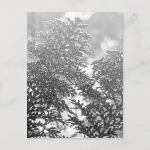 Immergrünes Laubwerk in Schwarz-Weiß Postkarte