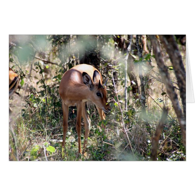 Impala (Vorderseite (Horizontal))