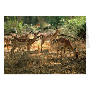 Impala