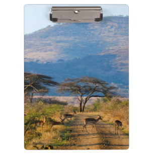 Impala (Aepyceros Melampus), Hluhluwe-Umfolozi Klemmbrett