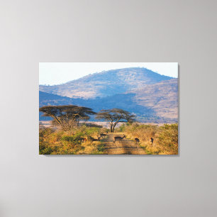 Impala (Aepyceros Melampus), Hluhluwe-Umfolozi Leinwanddruck