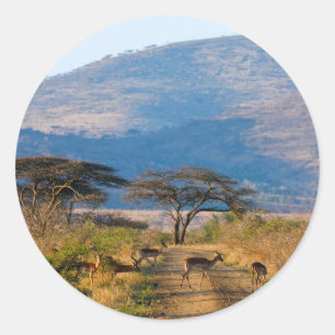 Impala (Aepyceros Melampus), Hluhluwe-Umfolozi Runder Aufkleber