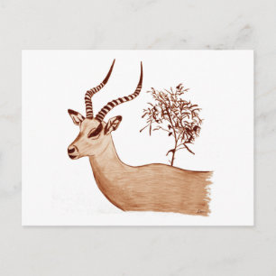 Impala Antelope Tierwelt Zeichnend Sketch Postkarte