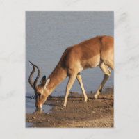 Impala Antilope trinkt im Waterhole Foto