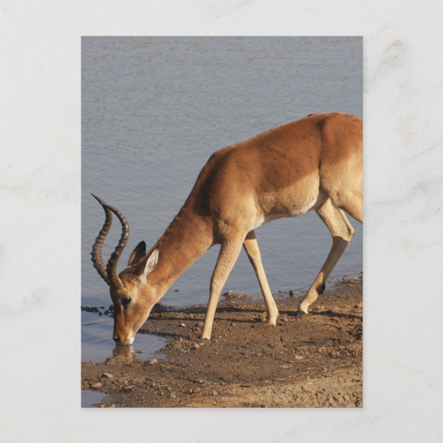 Impala Antilope trinkt im Waterhole Foto Feiertagspostkarte (Vorderseite)