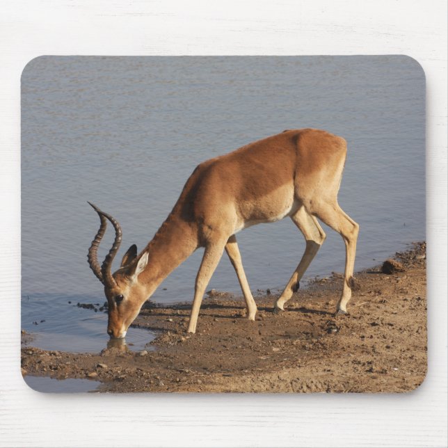 Impala Antilope trinkt im Waterhole Foto Mousepad (Vorne)