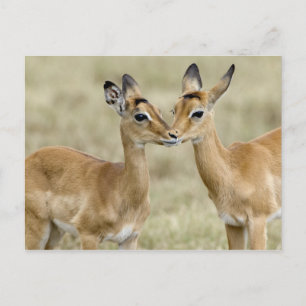 Impala Babys Postkarte