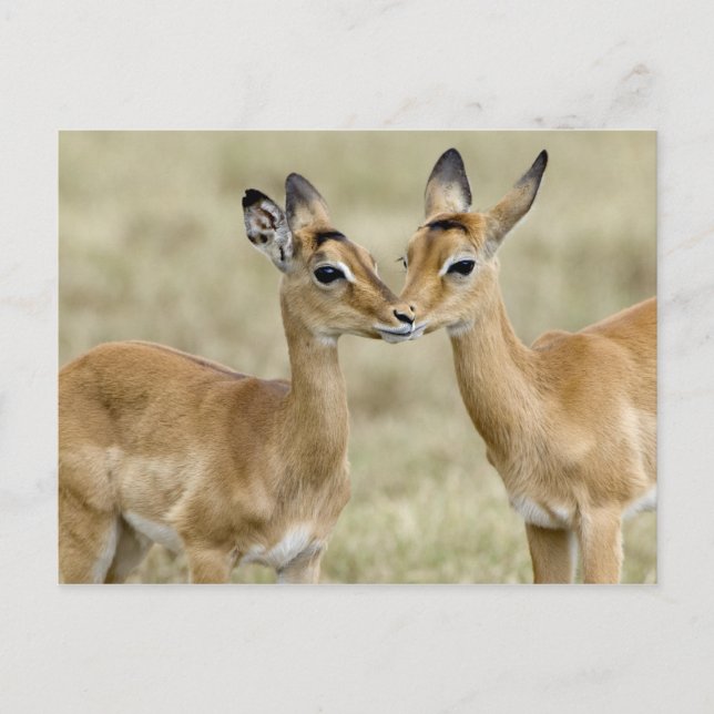 Impala Babys Postkarte (Vorderseite)