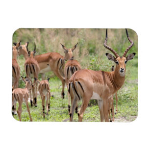 Impala im Okavango-Delta Magnet