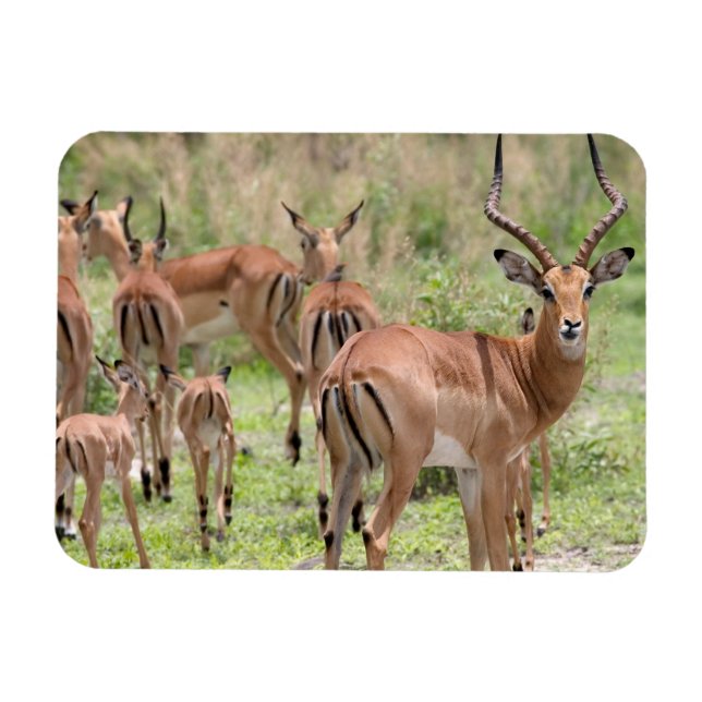Impala im Okavango-Delta Magnet (Horizontal)