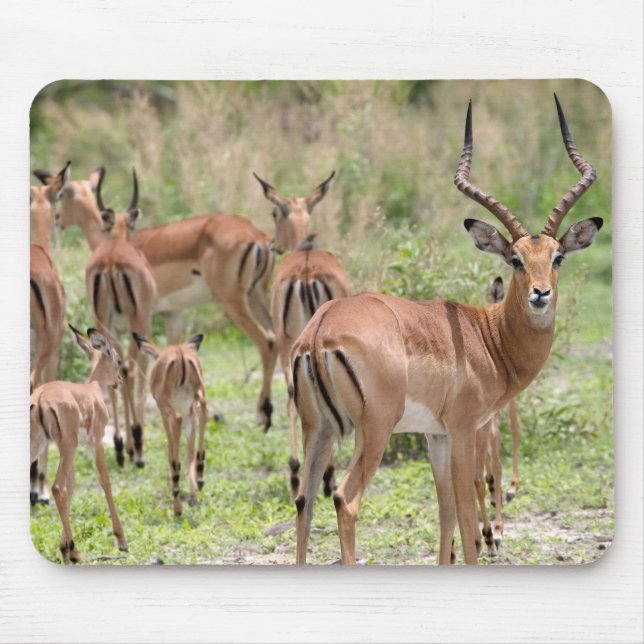 Impala im Okavango-Delta Mousepad (Vorne)