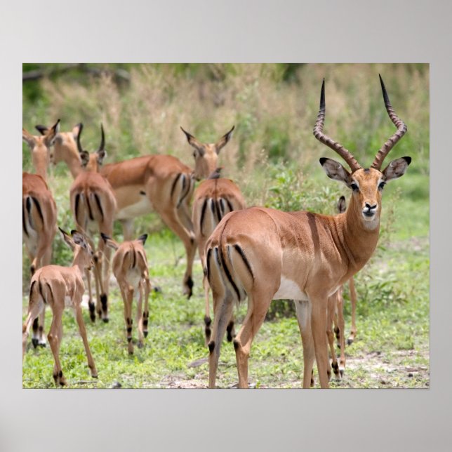 Impala im Okavango-Delta Poster (Vorne)