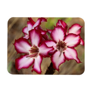 Impala-Lilie (Adenium Multiflorum), Kruger Magnet