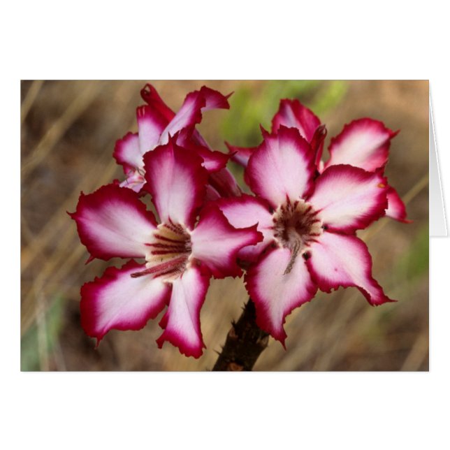 Impala Lily (Adenium Multiflorum), Krüger (Vorderseite (Horizontal))