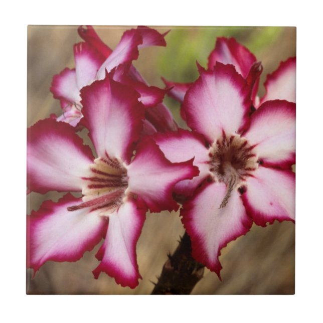 Impala Lily (Adenium Multiflorum), Krüger Fliese (Vorderseite)