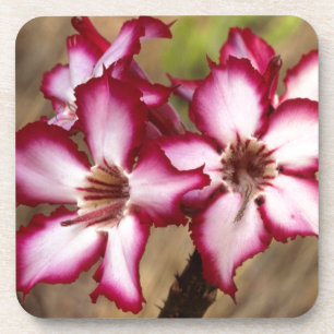 Impala Lily (Adenium Multiflorum), Krüger Getränkeuntersetzer
