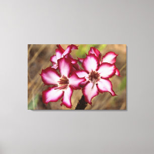 Impala Lily (Adenium Multiflorum), Krüger Leinwanddruck