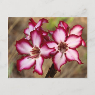 Impala Lily (Adenium Multiflorum), Krüger Postkarte