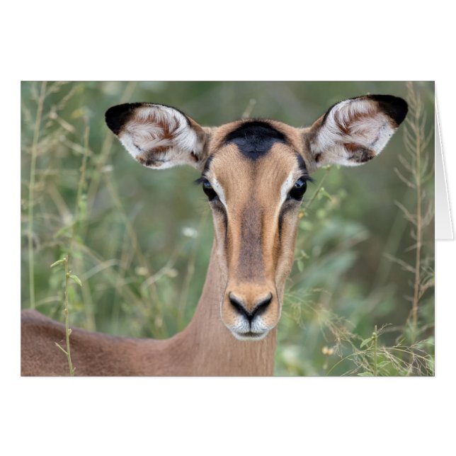 Impala Portrait (Vorderseite (Horizontal))