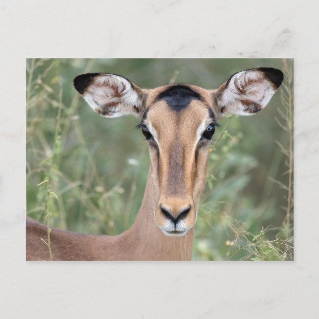 Impala Portrait Postkarte (Vorderseite)