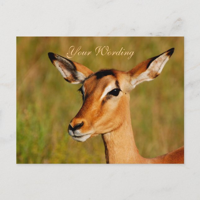 Impala-Safari-Tiere begrüßen Postkarte (Vorderseite)