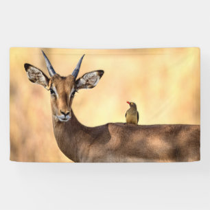 Impala und Oxpecker Bird in Afrika Banner
