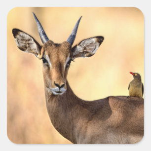 Impala und Oxpecker Bird in Afrika Quadratischer Aufkleber