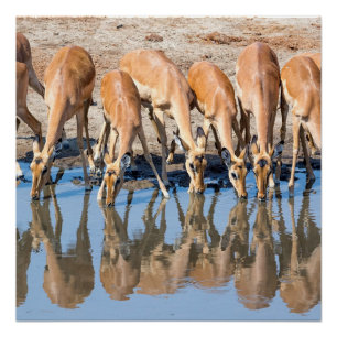 Impalas am Waterhole Poster