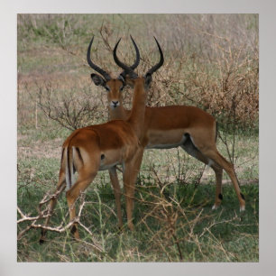 Impalas auf dem Serengeti - Drucken Poster