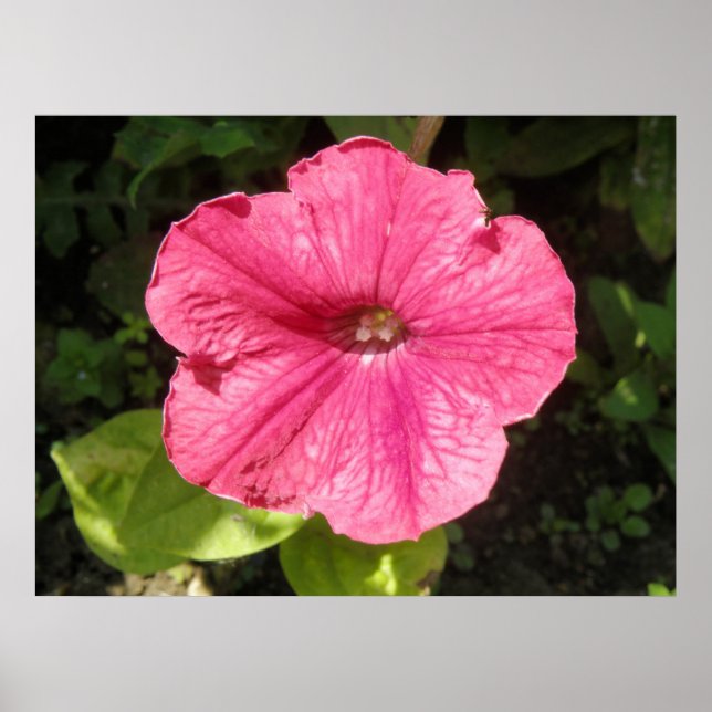 Impatiens Dark Pink Print Poster (Vorne)