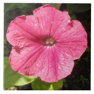 Impatiens Dark Pink Tile Fliese