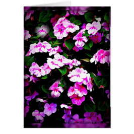 Impatiens Rosa u. Green Card