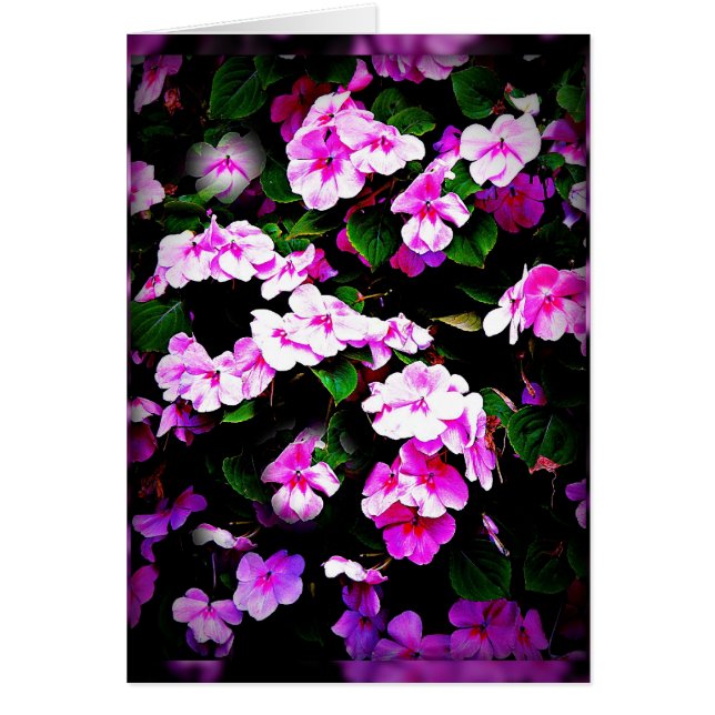Impatiens Rosa u. Green Card (Vorne)