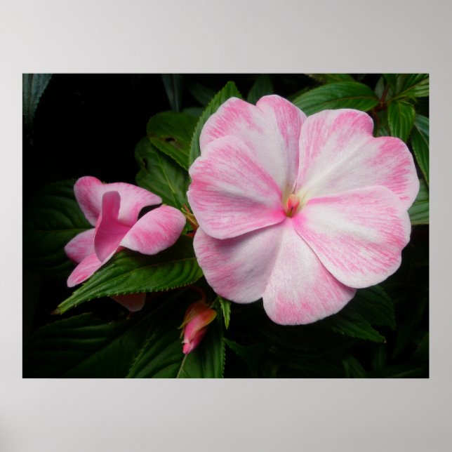 Impatienten Pink White Poster (Vorne)