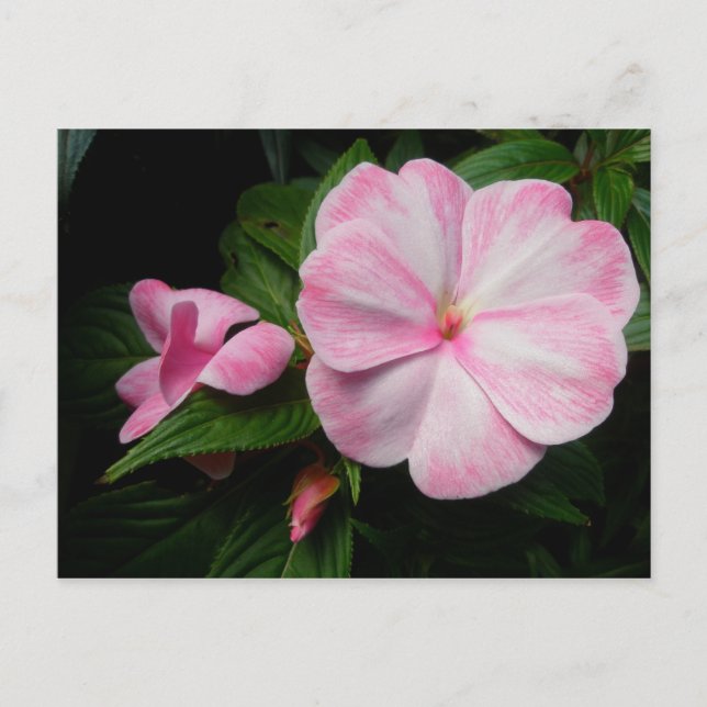 Impatienten Rosa weiße Postkarte (Vorderseite)