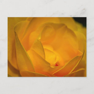 Impressionist Yellow Rose Petals Postkarte