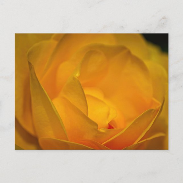 Impressionistische gelbe Rosenblüten  Postkarte (Vorderseite)