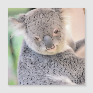 Impressives Tier - Koala Magnetkarte