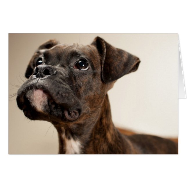 In Brindle Boxer puppy looking up curiously. (Vorderseite (Horizontal))